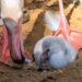 Nacen nuevas crías de flamenco en Bioparc Fuengirola