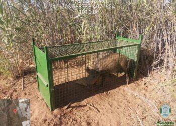 La Junta autoriza la caza selectiva de jabalíes para frenar su entrada a núcleos urbanos