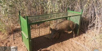 La Junta autoriza la caza selectiva de jabalíes para frenar su entrada a núcleos urbanos