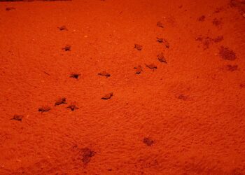 Feliz nacimiento de 31 tortugas de mar Caretta caretta en la Playa Mistral de Nueva Andalucía