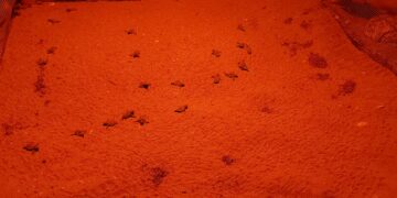 Feliz nacimiento de 31 tortugas de mar Caretta caretta en la Playa Mistral de Nueva Andalucía