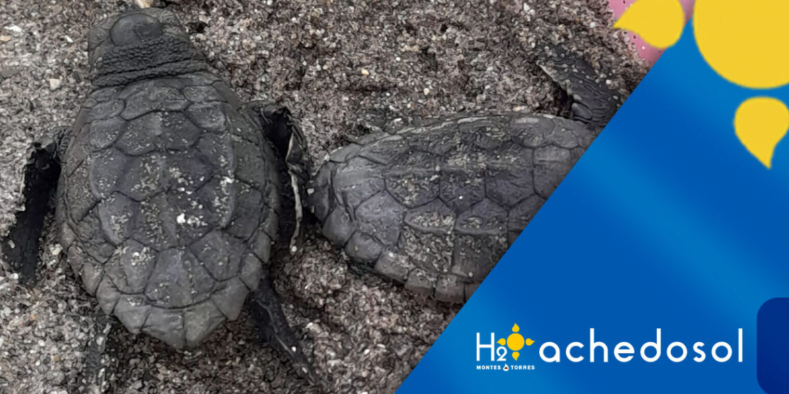 Eclosionan otros veinte huevos de crías de tortuga boba en el nido protegido en la playa de Nueva Andalucía