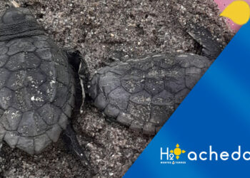 Eclosionan otros veinte huevos de crías de tortuga boba en el nido protegido en la playa de Nueva Andalucía