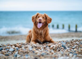 Primeros pasos para que Manilva tenga una playa para perros