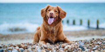 Primeros pasos para que Manilva tenga una playa para perros