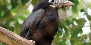 Nacen por primera vez en España polluelos de cálao de las Bisayas en Bioparc Fuengirola