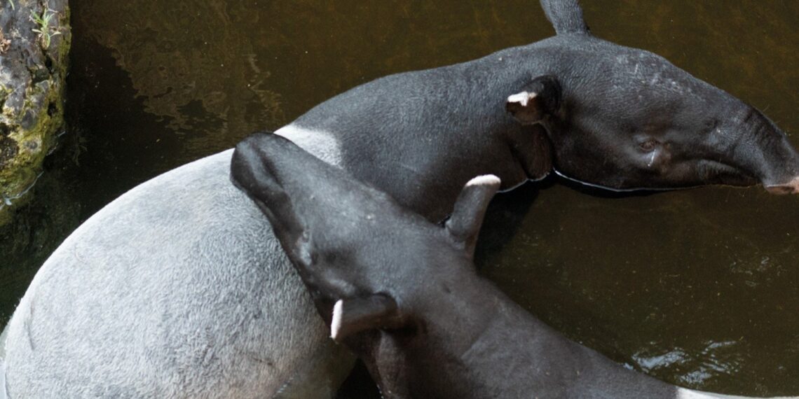 Bioparc Fuengirola observa las primeras cópulas de tapir malayo, especie en peligro de extinción