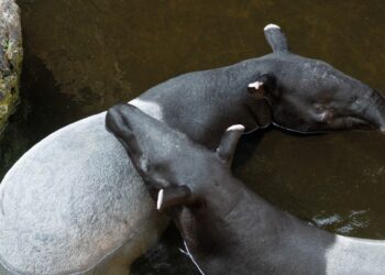 Bioparc Fuengirola observa las primeras cópulas de tapir malayo, especie en peligro de extinción