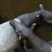 Bioparc Fuengirola observa las primeras cópulas de tapir malayo, especie en peligro de extinción