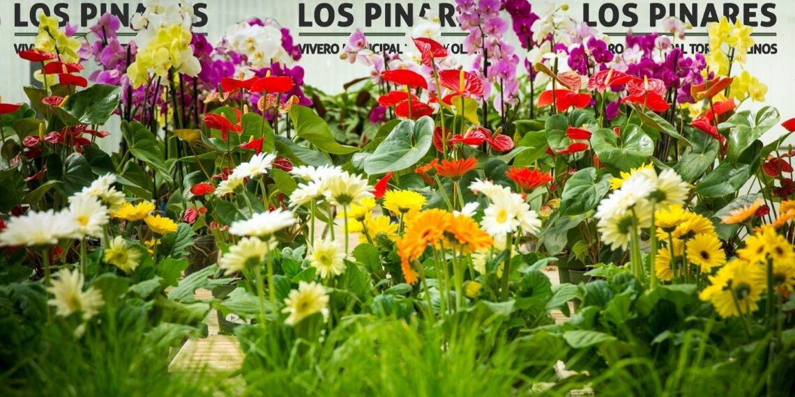El vivero de Torremolinos oferta en octubre cursos de iniciación de cultivos de plantas de flor y de orquídeas