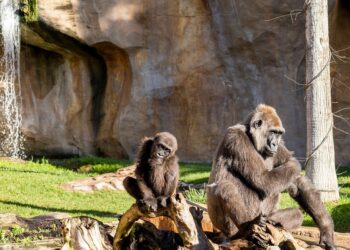 Los Bioparc de Fuengirola y Valencia albergan el grupo más numeroso de gorilas en España