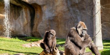 Los Bioparc de Fuengirola y Valencia albergan el grupo más numeroso de gorilas en España