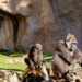 Los Bioparc de Fuengirola y Valencia albergan el grupo más numeroso de gorilas en España