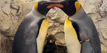 Nace una nueva cría de pingüino rey en Selwo Marina, en Benalmádena