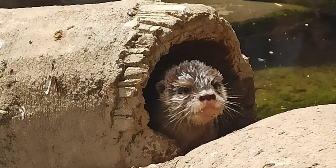 Nace un ejemplar de nutria asiática protegida en el acuario Sea Life Benalmádena