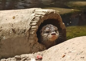 Nace un ejemplar de nutria asiática protegida en el acuario Sea Life Benalmádena