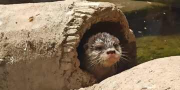 Nace un ejemplar de nutria asiática protegida en el acuario Sea Life Benalmádena