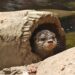 Nace un ejemplar de nutria asiática protegida en el acuario Sea Life Benalmádena