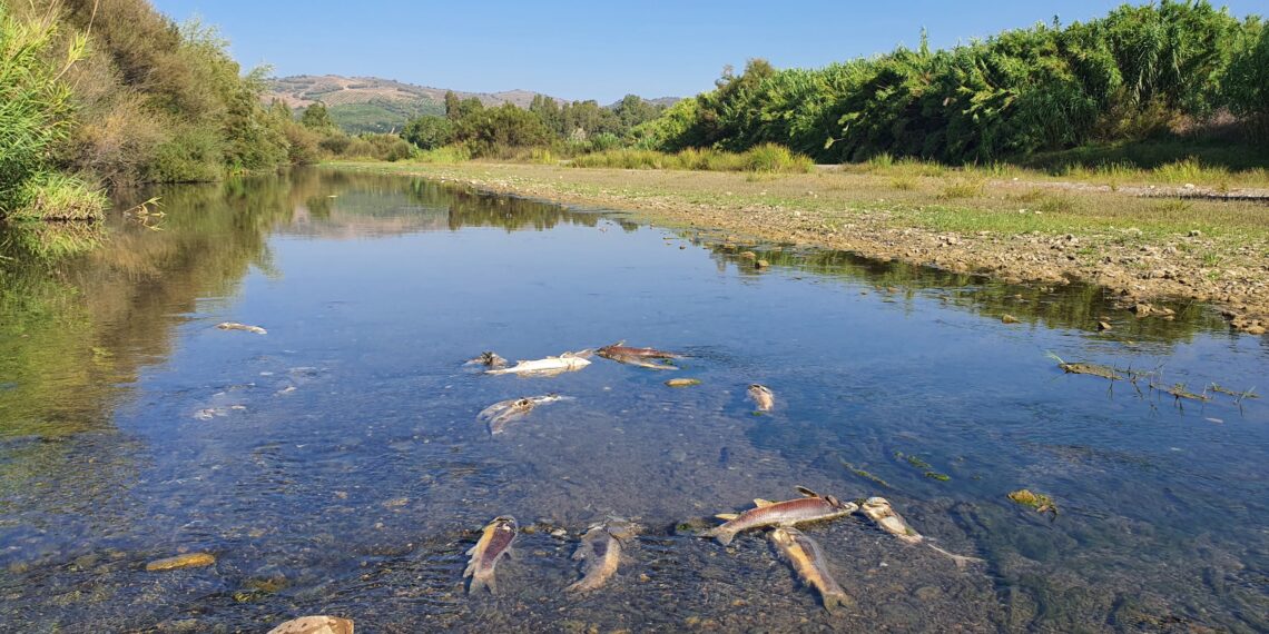 ¿Porque están muriendo peces en el rio Guadiaro?