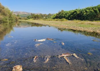 ¿Porque están muriendo peces en el rio Guadiaro?