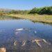 ¿Porque están muriendo peces en el rio Guadiaro?