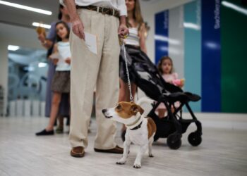 La Ley de Bienestar Animal entra en vigor este viernes: adiós a las tiendas de animales y los circos con leones