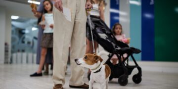 La Ley de Bienestar Animal entra en vigor este viernes: adiós a las tiendas de animales y los circos con leones