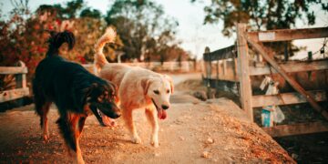 Málaga tendrá el primer cementerio de mascotas público antes de finales de año