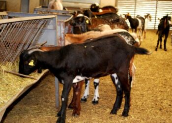 Por Mi Pueblo pide más ayudas para los agricultores y ganaderos de Casares