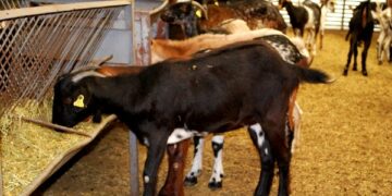 Por Mi Pueblo pide más ayudas para los agricultores y ganaderos de Casares