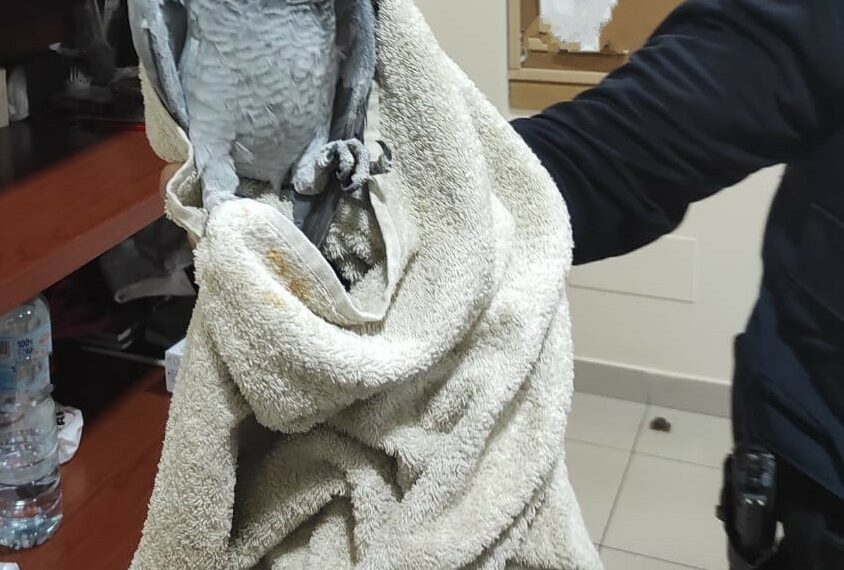 La Policía Local de Manilva rescata a un loro gris en La Noria