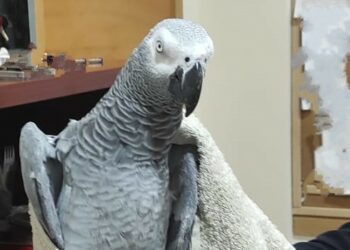 La Policía Local de Manilva rescata a un loro gris en La Noria