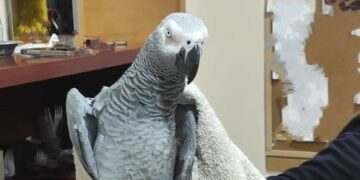 La Policía Local de Manilva rescata a un loro gris en La Noria