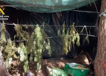 Desmantelada una plantación de marihuana en plena Serranía de Ronda