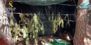 Desmantelada una plantación de marihuana en plena Serranía de Ronda