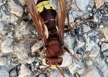 Captan una fotografía de la avispa oriental en Mijas