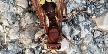 Captan una fotografía de la avispa oriental en Mijas