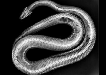 Bioparc Fuengirola publica las «terroríficas» radiografías de algunos de sus animales