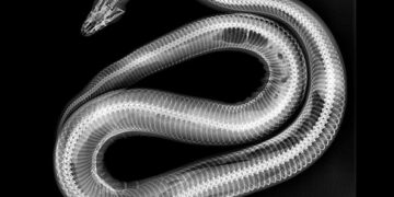 Bioparc Fuengirola publica las «terroríficas» radiografías de algunos de sus animales