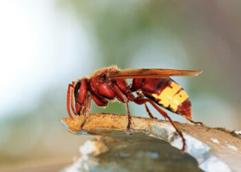 Torremolinos refuerza la labor de desinsectación ante el incremento de avisos por avispas orientales