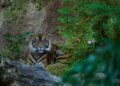 Bioparc Fuengirola incorpora nuevas actividades gratuitas a la temporada de otoño para aprender sobre naturaleza
