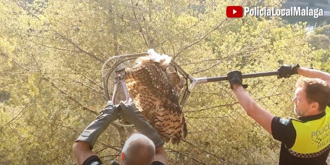 Rescatan a un búho real atrapado en un alambre de espino