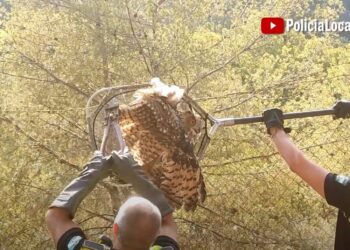 Rescatan a un búho real atrapado en un alambre de espino