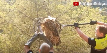 Rescatan a un búho real atrapado en un alambre de espino