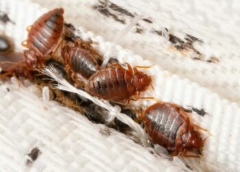 Alerta por plagas de chinches en la Costa del Sol: las empresas antiplagas detectan una subida de casos