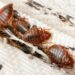 Alerta por plagas de chinches en la Costa del Sol: las empresas antiplagas detectan una subida de casos