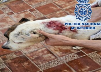 Detenido por apuñalar al perro de su vecino por un conflicto previo