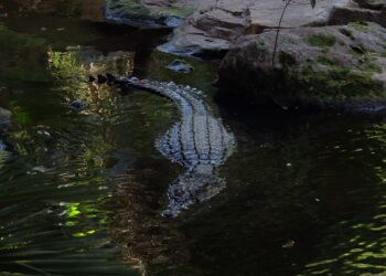 Bioparc Fuengirola recibe a Kraken, un cocodrilo del Nilo