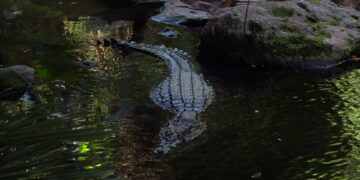 Bioparc Fuengirola recibe a Kraken, un cocodrilo del Nilo