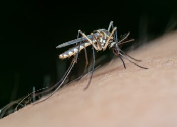 Precaución ante el aumento de mosquitos del Virus de Nilo tras las lluvias